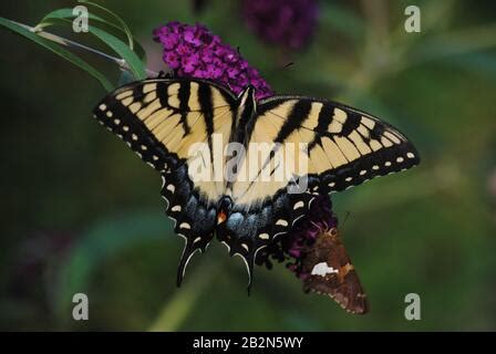 Eastern Swallowtail Butterfly Spreads Its Wings On A Purple Butterfly