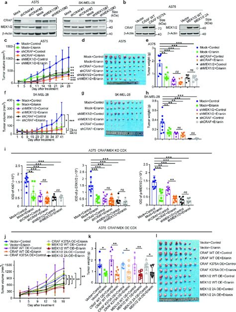 Erianin Inhibits Cdx Tumor Growth By Targeting Craf And Mek A