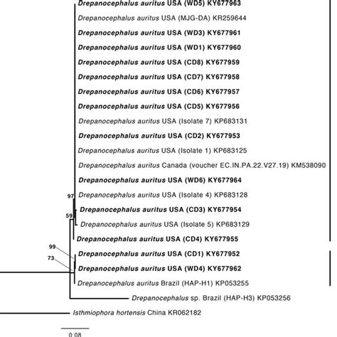 Maximum Likelihood Tree Inferred From ITS1 5 8S RRNA And ITS2 Sequences