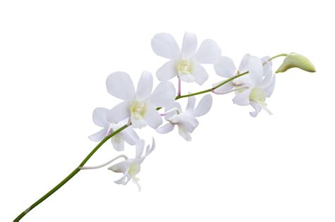 Premium Photo Beautiful White Orchid Flower Isolated On White Background
