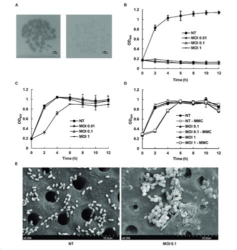 Effect Of Newly Isolated Enterococcus Phage Vb Efas Hef Phage