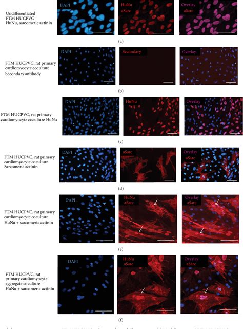 Figure From In Vitro Differentiation Of First Trimester Human