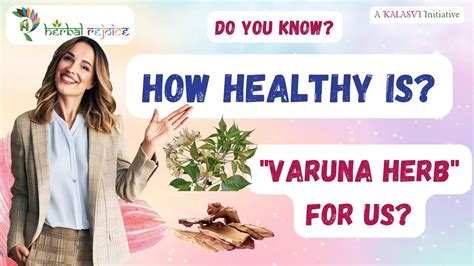 Varuna Bark Ayurvedic Solution For Kidney And Bladder Health