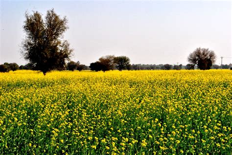 Rewari Tourism, Rewari Travel Guide, Must See Places in Rewari, Haryana