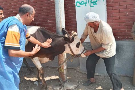 تنفيذ قافلة بيطرية بالمحسمة الجديدة في الإسماعيلية المصري اليوم