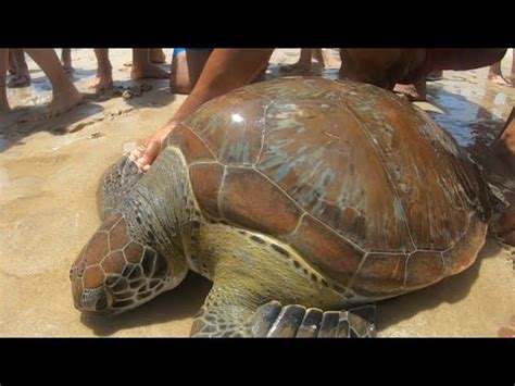 Muitas Surpresas Nessa Pescaria De Praia Mais Uma Vez Obrigado Meu Deus