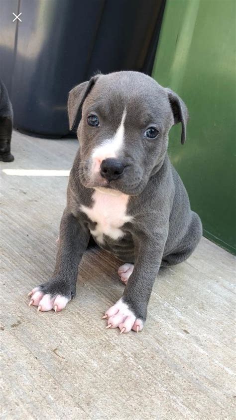 Blue Staffy Female In Finaghy Belfast Gumtree