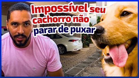 FUNCIONA Como Ensinar Seu Cachorro Passear Do Seu Lado Em 20 Minutos