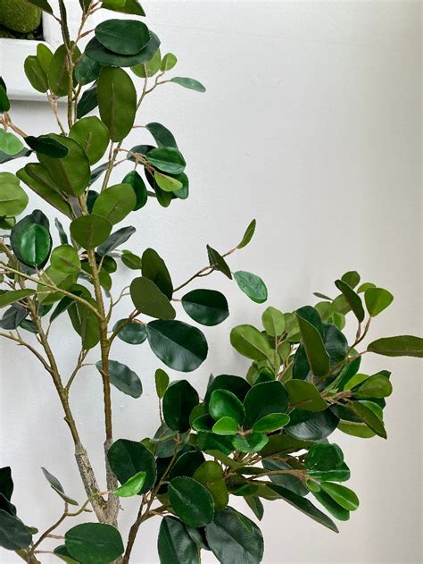 STABLO – Natural Living