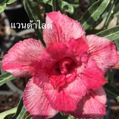 Adenium Vanda Asean Plant Export