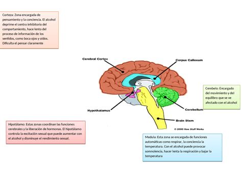 Diluido Cr Dito Rural Efectos Del Alcohol Sobre El Cerebro Parrilla