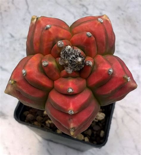 myrio kikko koh-yo | Astrophytum | Pinterest | Beautiful, Design and ...