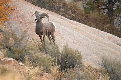 Sacred Cliffs | Zion National Park > Fauna > Mammals - Image 46