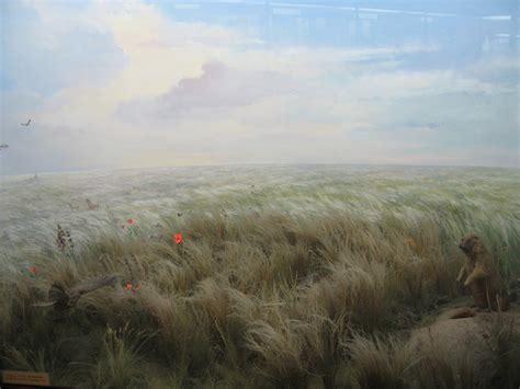 BULLER TIME: The Russian Steppe 4: Vegetation