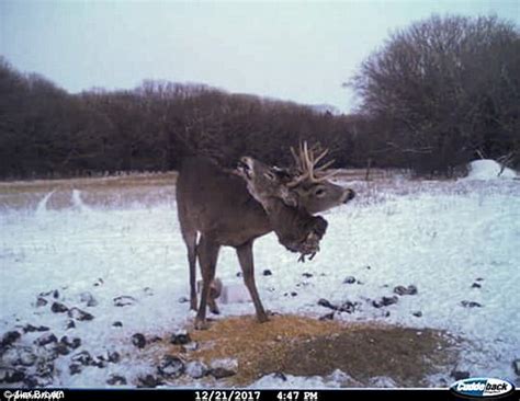 Hunter Shoots Dead Buck Which Has The Severed Head Of Another Deer