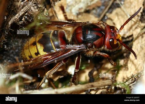 Queen European hornet (Vespa crabro Stock Photo - Alamy