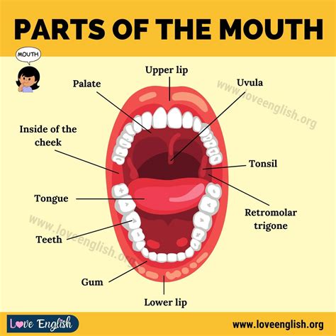Mouth Anatomy 11 Different Human Mouth Parts And Their Functions