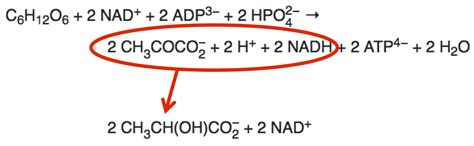 Hyperlipid Fructose And Lactic Acid In Naked Mole Rats