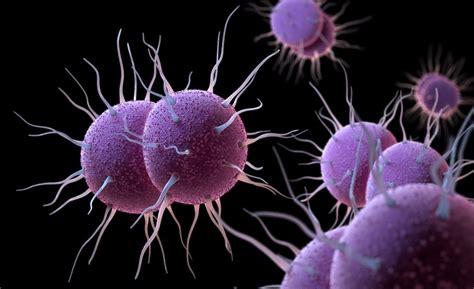 Intravacc Gets 146m To Develop Intranasal Gonorrhea Vaccine