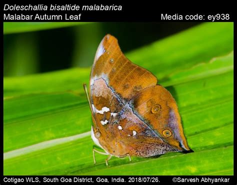 Doleschallia Bisaltide Cramer 1777 Autumn Leaf Butterfly