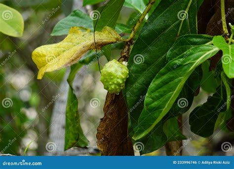 Morinda Citrifolia Great Morinda Indian Mulberry Noni Beach Mulberry