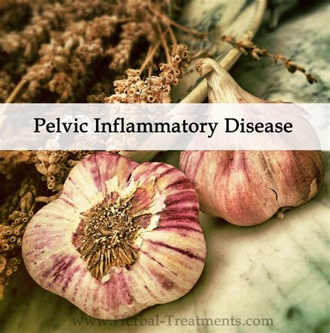 Herbal Medicine For Pelvic Inflammatory Disease Caraf Avnayts Herbal