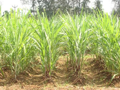 Agriculture Crop Production Sugarcane