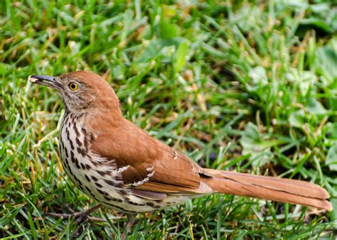Prairie Nature Fledgling Brown Thrashers In The Backyard