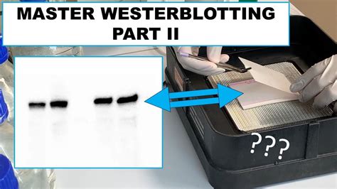 Western Blot Tutorial Part 2 Assemble Semidry Sandwich