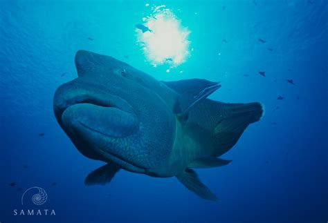 Humphead Wrasse Incredible Underwater Encounters Samata Luxury