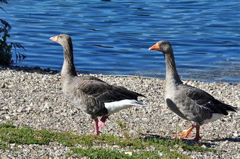 Geese Of Toulouse Stock Photo Image Of Ground Geese 101188552