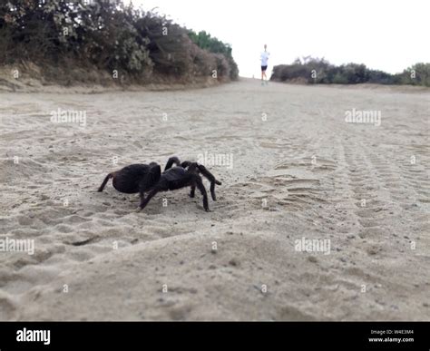 Western desert tarantula hi-res stock photography and images - Alamy