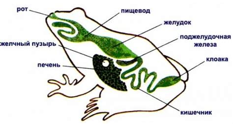 Строение Лягушки Рисунок (57 Фото)