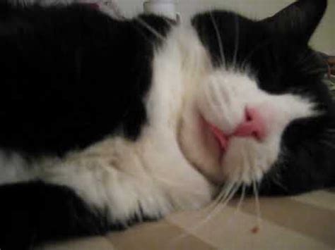 Piccolina The Cat Is Sleeping With One Eye Open Her Tongue