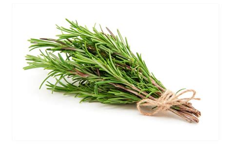 Rosemary