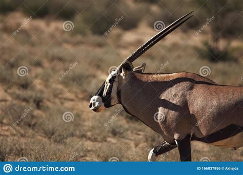 The Gemsbok Or Gemsbuck Oryx Gazella Walking On The Red Sand Dune With