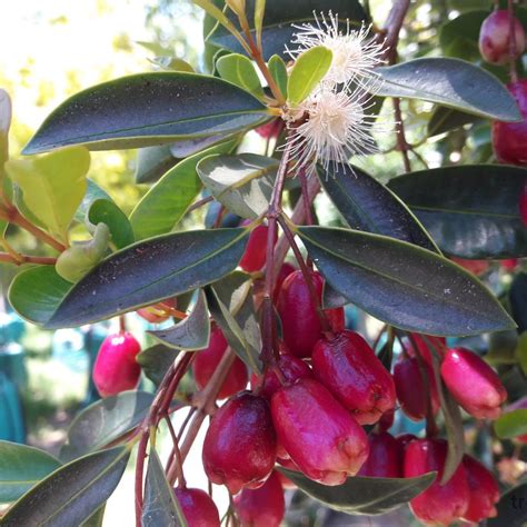 Syzygium Paniculatum Tulbagh Nursery