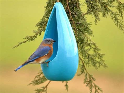 The 5 Best Bluebird Feeders That Actually Work