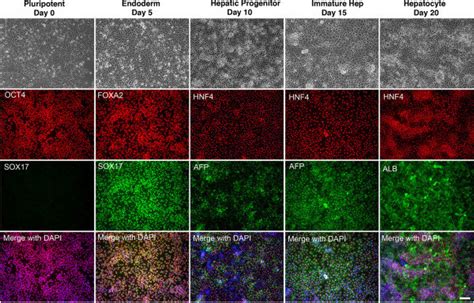 Generation Of Hepatocytelike Cells From IPSC K3aneuploid IPSCs The