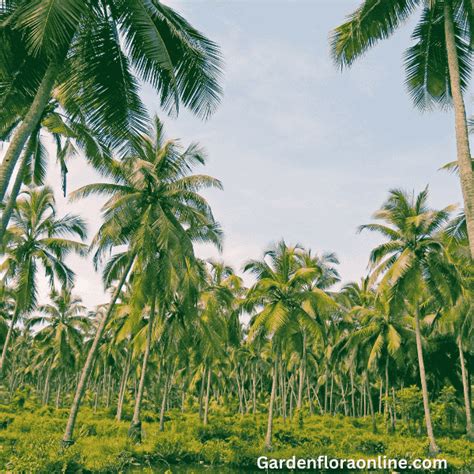 Cocos Nucifera Coconut Garden Plants Online