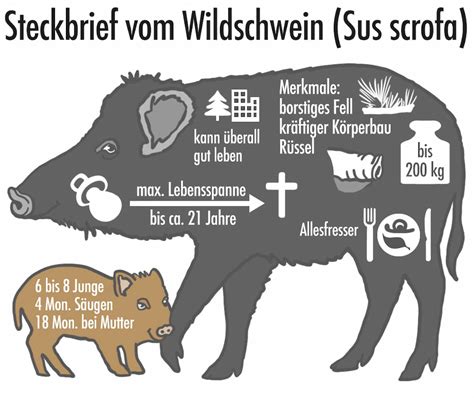 Wildschwein Im Garten So Werden Sie Den Ungebetenen Gast Los