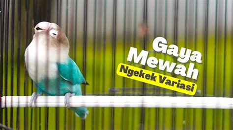 Pancingan Lovebird Ngekek Panjang Gaya Mewah Ini Mampu Merangsang