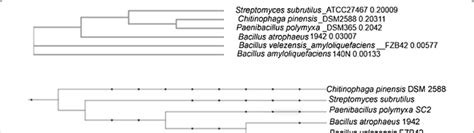 Simple Unrooted Neighbor Joining Phylogenic Tree Without Correction