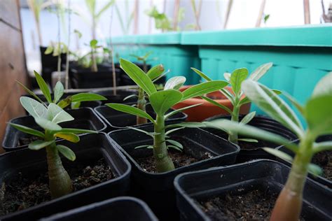 Como Plantar Muda De Rosa Do Deserto No Vaso Guia Das Suculentas