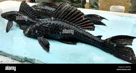 Sailfin catfish hi-res stock photography and images - Alamy