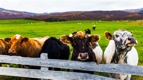 Free Images : landscape, nature, fence, field, farm, meadow ...