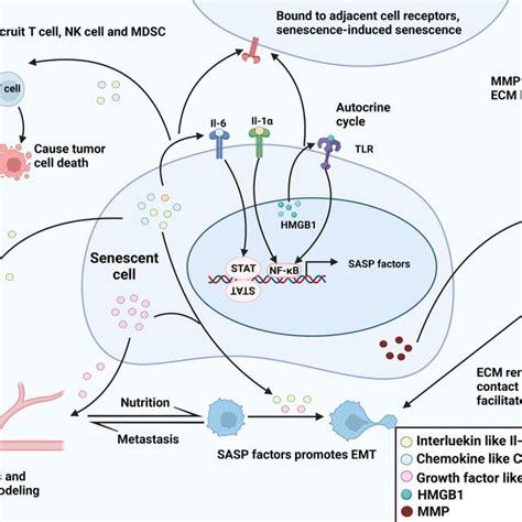 formation  sasp  senescent cell  formation  sasp