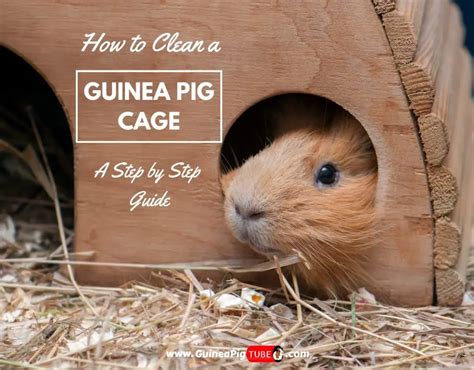 How To Clean A Guinea Pig Cage A Step By Step Guide Guinea Pig Tube