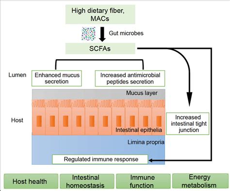 Impact Of Scfas On Host Metabolism Immune Function And Inflammatory