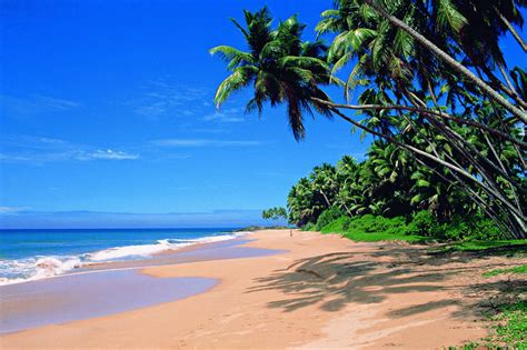 Steve Dave: Goa Holiday Packages